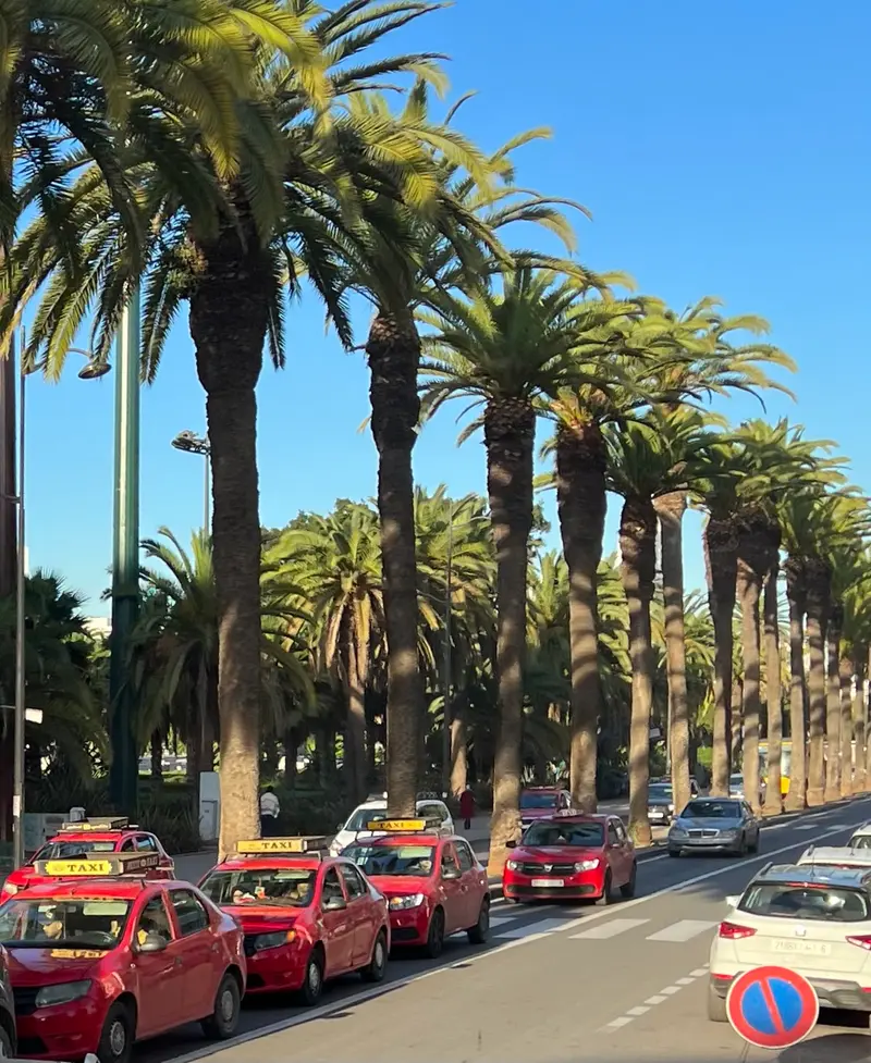 Avenue bordée de palmiers et de taxis à Casablanca